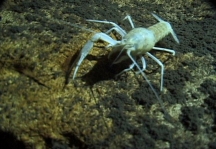 cave crayfish